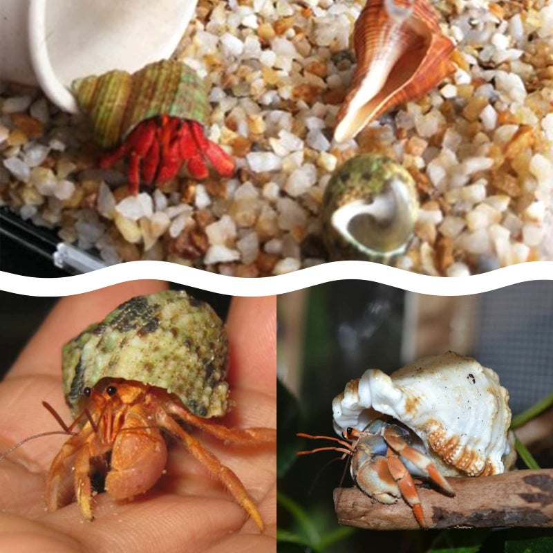 Lucky Baby 15+pcs Hermit Crab Shells Small to Medium Sea Conch Size 1/4-1 1/2 Inches Natural Growth Turbo Seashells Conch for Small Hermit Crab Turbo Shells - Image 5